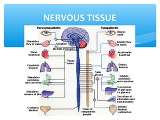 NERVOUS TISSUE
 