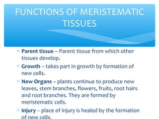 ∗ Parent tissue – Parent tissue from which other
tissues develop.
∗ Growth – takes part in growth by formation of
new cells.
∗ New Organs – plants continue to produce new
leaves, stem branches, flowers, fruits, root hairs
and root branches. They are formed by
meristematic cells.
∗ Injury – place of injury is healed by the formation
FUNCTIONS OF MERISTEMATIC
TISSUES
 