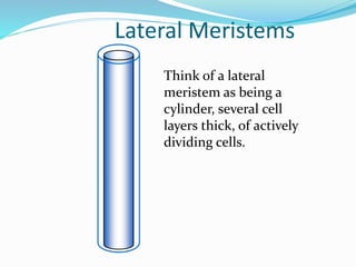 Lateral Meristems 
Think of a lateral 
meristem as being a 
cylinder, several cell 
layers thick, of actively 
dividing cells. 
 