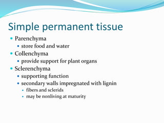 Simple permanent tissue 
 Parenchyma 
 store food and water 
 Collenchyma 
 provide support for plant organs 
 Sclerenchyma 
 supporting function 
 secondary walls impregnated with lignin 
 fibers and sclerids 
 may be nonliving at maturity 
 