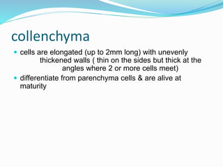 collenchyma 
 cells are elongated (up to 2mm long) with unevenly 
thickened walls ( thin on the sides but thick at the 
angles where 2 or more cells meet) 
 differentiate from parenchyma cells & are alive at 
maturity 
 