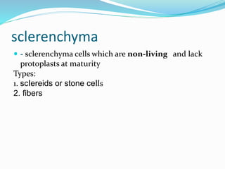 sclerenchyma 
 - sclerenchyma cells which are non-living and lack 
protoplasts at maturity 
Types: 
1. scIereids or stone cells 
2. fibers 
 