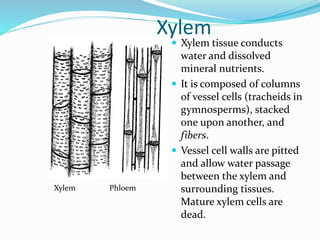 Xylem Bio PLANT TISSUES | PPTX