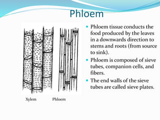 Phloem 
 Phloem tissue conducts the 
food produced by the leaves 
in a downwards direction to 
stems and roots (from source 
to sink). 
 Phloem is composed of sieve 
tubes, companion cells, and 
fibers. 
 The end walls of the sieve 
tubes are called sieve plates. 
Xylem Phloem 
 