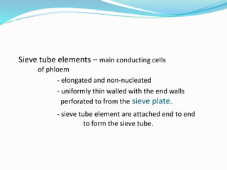 Sieve tube elements – main conducting ceIIs 
of phloem 
- elongated and non-nucleated 
- uniformly thin walled with the end walls 
perforated to from the sieve plate. 
- sieve tube element are attached end to end 
to form the sieve tube. 
 