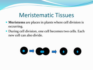 Meristematic Tissues 
 Meristems are places in plants where cell division is 
occurring. 
 During cell division, one cell becomes two cells. Each 
new cell can also divide. 
 