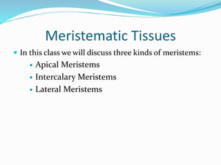 Meristematic Tissues 
 In this class we will discuss three kinds of meristems: 
 Apical Meristems 
 Intercalary Meristems 
 Lateral Meristems 
 
