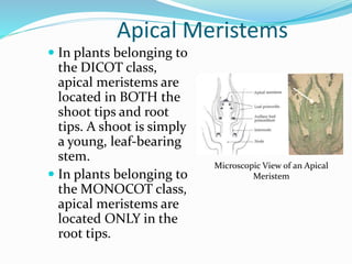 Apical Meristems 
 In plants belonging to 
the DICOT class, 
apical meristems are 
located in BOTH the 
shoot tips and root 
tips. A shoot is simply 
a young, leaf-bearing 
stem. 
 In plants belonging to 
the MONOCOT class, 
apical meristems are 
located ONLY in the 
root tips. 
Microscopic View of an Apical 
Meristem 
 