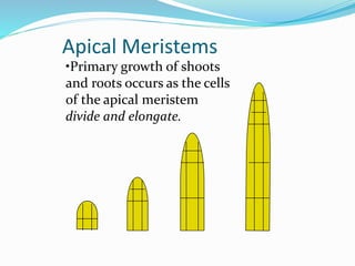 Apical Meristems 
•Primary growth of shoots 
and roots occurs as the cells 
of the apical meristem 
divide and elongate. 
 