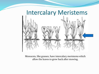 Intercalary Meristems 
Monocots, like grasses, have intercalary meristems which 
allow the leaves to grow back after mowing. 
 