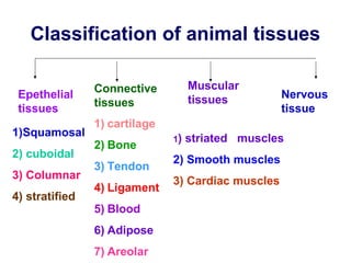 Tissues ppt | PPT