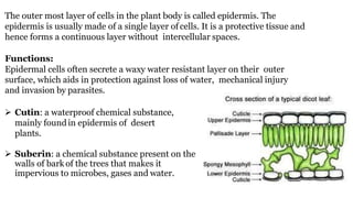 The outer most layer of cells in the plant body is called epidermis. The
epidermis is usually made of a single layer of cells. It is a protective tissue and
hence forms a continuous layer without intercellular spaces.
Functions:
Epidermal cells often secrete a waxy water resistant layer on their outer
surface, which aids in protection against loss of water, mechanical injury
and invasion by parasites.
 Cutin: a waterproof chemical substance,
mainly foundin epidermis of desert
plants.
 Suberin: a chemical substance present on the
walls of bark of the trees that makes it
impervious to microbes, gases and water.
 