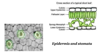 Epidermis and stomata
 