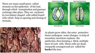 There are many small pores called
stomata on the epidermis of the leaf,
through which transpiration and gaseous
exchange take place. They are enclosed
by two kidney shaped cells called Guard
cells which help in opening and closing of
stomata.
As plants grow older, the outer protective
tissue undergoes some changes. A strip of
secondary meristem replaces the
epidermis, thus forming a thick, multiple
layer of cork cells. These cells are dead,
compactly arranged and are called the
barkof the tree.
 