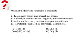 Which of the following statements is incorrect?
i. Parenchyma tissues have intercellular spaces.
ii. Collenchymatous tissues are irregularly thickened at corners.
iii. Apical and intercalary meristems are permanent tissues.
iv. Meristematic tissues, in its early stage, lack vacuoles.
(a)(i) and (ii)
(b) (c) (iii) and (iv)
(b) Only (iii)
(d) Only (ii)
 