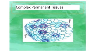 Complex Permanent Tissues
 