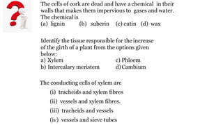 The cells of cork are dead and have a chemical in their
walls that makes them impervious to gases and water.
The chemical is
(a) lignin (b) suberin (c) cutin (d) wax
Identify the tissue responsible for the increase
of the girth of a plant from the options given
below:
a) Xylem
b) Intercalary meristem
c) Phloem
d)Cambium
The conducting cells of xylem are
(i) tracheids and xylem fibres
(ii) vessels and xylem fibres.
(iii) tracheids and vessels
(iv) vessels and sieve tubes
 