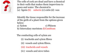 The cells of cork are dead and have a chemical
in their walls that makes them impervious to
gases and water. The chemical is
(a) lignin (b) suberin (c) cutin (d) wax
Identify the tissue responsible for the increase
of the girth of a plant from the options given
below:
a) Xylem c) Phloem
b) Intercalary meristem d)Cambium
The conducting cells of xylem are
(i) tracheids and xylem fibres
(ii) vessels and xylem fibres.
(iii) tracheids and vessels
(iv) vessels and sieve tubes
 