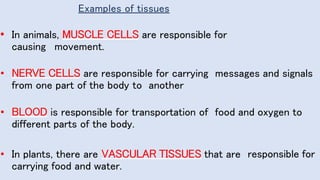 Examples of tissues
• In animals, MUSCLE CELLS are responsible for
causing movement.
• NERVE CELLS are responsible for carrying messages and signals
from one part of the body to another
• BLOOD is responsible for transportation of food and oxygen to
different parts of the body.
responsible for
• In plants, there are VASCULAR TISSUES that are
carrying food and water.
 