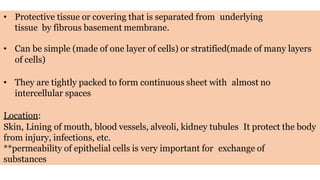 • Protective tissue or covering that is separated from underlying
tissue by fibrous basement membrane.
• Can be simple (made of one layer of cells) or stratified(made of many layers
of cells)
• They are tightly packed to form continuous sheet with almost no
intercellular spaces
Location:
Skin, Lining of mouth, blood vessels, alveoli, kidney tubules It protect the body
from injury, infections, etc.
**permeability of epithelial cells is very important for exchange of
substances
 