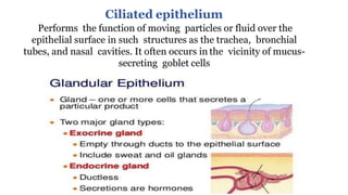 Ciliated epithelium
Performs the function of moving particles or fluid over the
epithelial surface in such structures as the trachea, bronchial
tubes, and nasal cavities. It often occurs in the vicinity of mucus-
secreting goblet cells
 