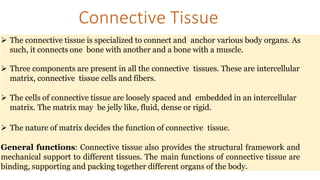 Connective Tissue
 The connective tissue is specialized to connect and anchor various body organs. As
such, it connects one bone with another and a bone with a muscle.
 Three components are present in all the connective tissues. These are intercellular
matrix, connective tissue cells and fibers.
 The cells of connective tissue are loosely spaced and embedded in an intercellular
matrix. The matrix may be jelly like, fluid, dense or rigid.
 The nature of matrix decides the function of connective tissue.
General functions: Connective tissue also provides the structural framework and
mechanical support to different tissues. The main functions of connective tissue are
binding, supporting and packing together different organs of the body.
 