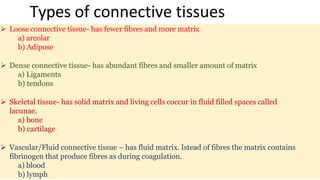  Loose connective tissue- has fewer fibres and more matrix
a) areolar
b) Adipose
 Dense connective tissue- has abundant fibres and smaller amount of matrix
a) Ligaments
b) tendons
 Skeletal tissue- has solid matrix and living cells coccur in fluid filled spaces called
lacunae.
a) bone
b) cartilage
 Vascular/Fluid connective tissue – has fluid matrix. Istead of fibres the matrix contains
fibrinogen that produce fibres as during coagulation.
a) blood
b) lymph
Types of connective tissues
 