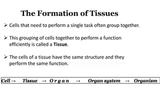 The Formation of Tissues
 Cells that need to perform a single task often group together.
 This grouping of cells together to perform a function
efficiently is called a Tissue.
 The cells of a tissue have the same structure and they
perform the same function.
Cell → Tissue → O r g a n → Organ system → Organism
 