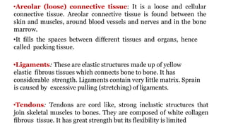 •Areolar (loose) connective tissue: It is a loose and cellular
connective tissue. Areolar connective tissue is found between the
skin and muscles, around blood vessels and nerves and in the bone
marrow.
•It fills the spaces between different tissues and organs, hence
called packing tissue.
•Ligaments: These are elastic structures made up of yellow
elastic fibrous tissues which connects bone to bone. It has
considerable strength. Ligaments contain very little matrix. Sprain
is caused by excessive pulling (stretching) of ligaments.
•Tendons: Tendons are cord like, strong inelastic structures that
join skeletal muscles to bones. They are composed of white collagen
fibrous tissue. It has great strength but its flexibility is limited
 