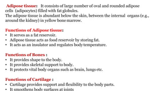 Adipose tissue: It consists of large number of oval and rounded adipose
cells (adipocytes) filled with fat globules.
The adipose tissue is abundant below the skin, between the internal organs (e.g.,
around the kidney) in yellow bonemarrow.
Functions of Adipose tissue:
• It serves as a fat reservoir.
• Adipose tissue acts as food reservoir by storing fat.
• It acts as an insulator and regulates body temperature.
Functions of Bones :
• It provides shape to the body.
• It provides skeletal support to body.
• It protects vital body organs such as brain, lungs etc.
Functions of Cartilage :
• Cartilage provides support and flexibility to the body parts.
• It smoothens body surfaces at joints
 