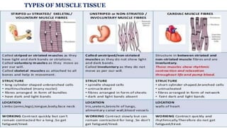 TYPES OF MUSCLE TISSUE
 