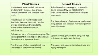 Plant Tissues Animal Tissues
Plants do not move so their tissues are
predominantly the ones that provide
support to them so that they can stand
erect.
Animals need more energy as compared to
plants because they are not stationary.
Their tissues are the ones that can support
movement.
These tissues are mostly made up of
dead cells because dead cells can also
provide mechanical strength to the
plants and do not require much
maintenance.
The tissues in case of animals are made up of
living cells so that they can move and perform
several functions.
Only certain parts of the plant can grow. The
tissues present in such regions of and divide
themselves and form new tissues.
Cells in animals grow uniform early and not
only in certain regions of the body.
The structure of plant tissues is not very
specialized as compared to animals
The organs and organ systems in animals are
highly developed.
 