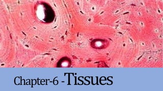 Chapter-6 -Tissues
 