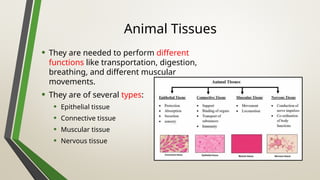 Ppt on tissue of plant and animals...... | PPTX