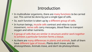Ppt on tissue of plant and animals...... | PPTX
