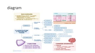 Comprehensive Overview of Human Tissue Types and Functions in Anatomy | PDF