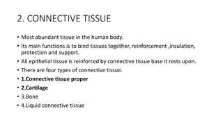 Comprehensive Overview of Human Tissue Types and Functions in Anatomy | PDF