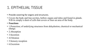 Comprehensive Overview of Human Tissue Types and Functions in Anatomy | PDF