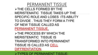 PERMANENT TISSUE
THE CELLS FORMED BY THE
MERISTEMATIC TISSUE TAKES UP THE
SPECIFIC ROLE AND LOSES ITS ABILITY
TO DIVIDE . THUS THEY FORM A TYPE
OF NEW TISSUE CALLED AS
PERMANENT TISSUE.
THE PROCESS BY WHICH THE
MERISTEMATIC TISSUE IS
TRANSFORMED INTO PERMANENT
TISSUE IS CALLED AS CELL
DIFFRENTIATION.
TYPES OF PERMANENT TISSUE:
 
