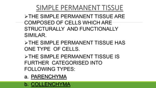 SIMPLE PERMANENT TISSUE
THE SIMPLE PERMANENT TISSUE ARE
COMPOSED OF CELLS WHICH ARE
STRUCTURALLY AND FUNCTIONALLY
SIMILAR.
THE SIMPLE PERMANENT TISSUE HAS
ONE TYPE OF CELLS.
THE SIMPLE PERMANENT TISSUE IS
FURTHER CATEGORISED INTO
FOLLOWING TYPES:
a. PARENCHYMA
b. COLLENCHYMA
 