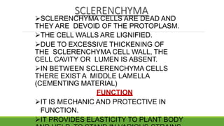 SCLERENCHYMA
SCLERENCHYMA CELLS ARE DEAD AND
THEY ARE DEVOID OF THE PROTOPLASM.
THE CELL WALLS ARE LIGNIFIED.
DUE TO EXCESSIVE THICKENING OF
THE SCLERENCHYMA CELL WALL, THE
CELL CAVITY OR LUMEN IS ABSENT.
IN BETWEEN SCLERENCHYMA CELLS
THERE EXIST A MIDDLE LAMELLA
(CEMENTING MATERIAL)
FUNCTION
IT IS MECHANIC AND PROTECTIVE IN
FUNCTION.
IT PROVIDES ELASTICITY TO PLANT BODY
 