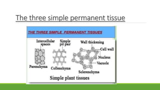 The three simple permanent tissue
 