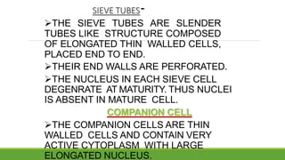 -
SIEVE TUBES
THE SIEVE TUBES ARE SLENDER
TUBES LIKE STRUCTURE COMPOSED
OF ELONGATED THIN WALLED CELLS,
PLACED END TO END.
THEIR END WALLS ARE PERFORATED.
THE NUCLEUS IN EACH SIEVE CELL
DEGENRATE AT MATURITY. THUS NUCLEI
IS ABSENT IN MATURE CELL.
COMPANION CELL
THE COMPANION CELLS ARE THIN
WALLED CELLS AND CONTAIN VERY
ACTIVE CYTOPLASM WITH LARGE
ELONGATED NUCLEUS.
 