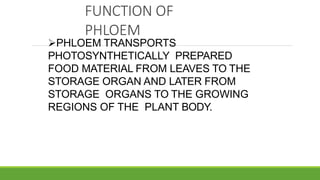 FUNCTION OF
PHLOEM
PHLOEM TRANSPORTS
PHOTOSYNTHETICALLY PREPARED
FOOD MATERIAL FROM LEAVES TO THE
STORAGE ORGAN AND LATER FROM
STORAGE ORGANS TO THE GROWING
REGIONS OF THE PLANT BODY.
 