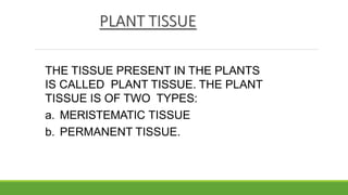 PLANT TISSUE
THE TISSUE PRESENT IN THE PLANTS
IS CALLED PLANT TISSUE. THE PLANT
TISSUE IS OF TWO TYPES:
a. MERISTEMATIC TISSUE
b. PERMANENT TISSUE.
 