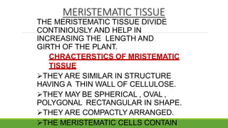 MERISTEMATIC TISSUE
THE MERISTEMATIC TISSUE DIVIDE
CONTINIOUSLY AND HELP IN
INCREASING THE LENGTH AND
GIRTH OF THE PLANT.
CHRACTERSTICS OF MRISTEMATIC
TISSUE
THEY ARE SIMILAR IN STRUCTURE
HAVING A THIN WALL OF CELLULOSE.
THEY MAY BE SPHERICAL , OVAL ,
POLYGONAL RECTANGULAR IN SHAPE.
THEY ARE COMPACTLY ARRANGED.
THE MERISTEMATIC CELLS CONTAIN
 