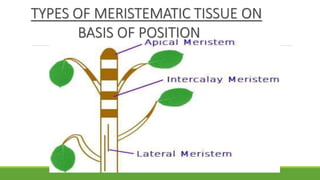 TYPES OF MERISTEMATIC TISSUE ON
BASIS OF POSITION
 