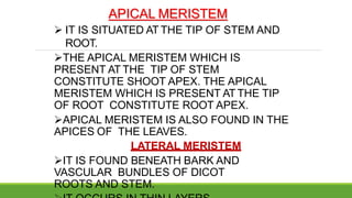 APICAL MERISTEM
 IT IS SITUATED AT THE TIP OF STEM AND
ROOT.
THE APICAL MERISTEM WHICH IS
PRESENT AT THE TIP OF STEM
CONSTITUTE SHOOT APEX. THE APICAL
MERISTEM WHICH IS PRESENT AT THE TIP
OF ROOT CONSTITUTE ROOT APEX.
APICAL MERISTEM IS ALSO FOUND IN THE
APICES OF THE LEAVES.
LATERAL MERISTEM
IT IS FOUND BENEATH BARK AND
VASCULAR BUNDLES OF DICOT
ROOTS AND STEM.
 