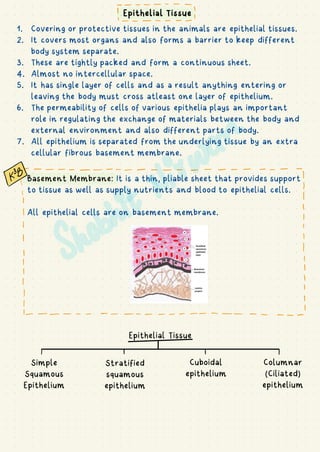 1. Covering or protective tissues in the animals are epithelial tissues.
2. It covers most organs and also forms a barrier to keep different
body system separate.
3. These are tightly packed and form a continuous sheet.
4. Almost no intercellular space.
5. It has single layer of cells and as a result anything entering or
leaving the body must cross atleast one layer of epithelium.
6. The permeability of cells of various epithelia plays an important
role in regulating the exchange of materials between the body and
external environment and also different parts of body.
7. All epithelium is separated from the underlying tissue by an extra
cellular fibrous basement membrane.
Basement Membrane: It is a thin, pliable sheet that provides support
to tissue as well as supply nutrients and blood to epithelial cells.
All epithelial cells are on basement membrane.
Epithelial Tissue
Simple
Squamous
Epithelium
Stratified
squamous
epithelium
Cuboidal
epithelium
Columnar
(Ciliated)
epithelium
Epithelial Tissue
-
i
--
-------------------
I
I
I
I
"
-
-
!i
I
i
I
!- - - - . . . . . . . . . . . . . - - - -
I I I I
 