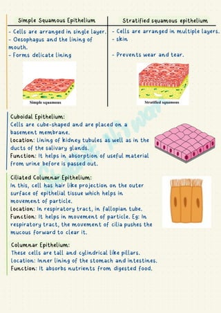 Simple Squamous Epithelium Stratified squamous epithelium
- Cells are arranged in single layer.
- Oesophagus and the lining of
mouth.
- Forms delicate lining
- Cells are arranged in multiple layers.
- skin
- Prevents wear and tear.
Cuboidal Epithelium:
Cells are cube-shaped and are placed on a
basement membrane.
Location: Lining of kidney tubules as well as in the
ducts of the salivary glands.
Function: It helps in absorption of useful material
from urine before is passed out.
Ciliated Columnar Epithelium:
In this, cell has hair like projection on the outer
surface of epithelial tissue which helps in
movement of particle.
Location: In respiratory tract, in fallopian tube.
Function: It helps in movement of particle. Eg: In
respiratory tract, the movement of cilia pushes the
mucous forward to clear it.
Columnar Epithelium:
These cells are tall and cylindrical like pillars.
Location: Inner lining of the stomach and intestines.
Function: It absorbs nutrients from digested food.
I
 